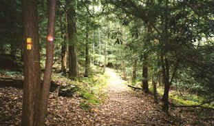 A section of the Loyalsock Trail