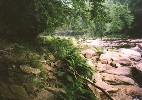 The rocky trail along the stream's edge